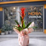 Buket Kağıtlı Saksıda Guzmania