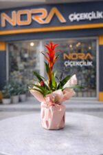 Buket Kağıtlı Saksıda Guzmania