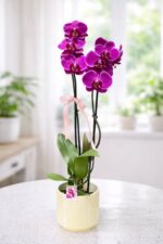 Polimer Saksıda Çiftli Mor Orkide - Görsel 3