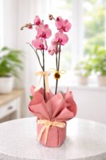 Çift Dallı Ateş Kırmızısı Orkide - Görsel 2