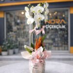 Gazete Buketli Saksıda Beyaz Orkide