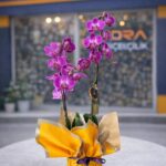 Sarı Buket Kağıdında Mor Orkide