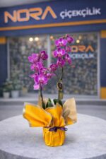 Sarı Buket Kağıdında Mor Orkide