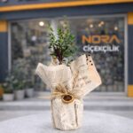 Buket Kağıtlı Saksıda Zeytin Ağacı