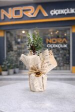 Buket Kağıtlı Saksıda Zeytin Ağacı