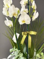 2 Dal Beyaz Orkide Çiçeği - Görsel 3