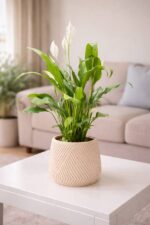 Geometrik Saksıda Spatifilyum - Görsel 2