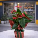 Saksıda Antoryum Bitkisi