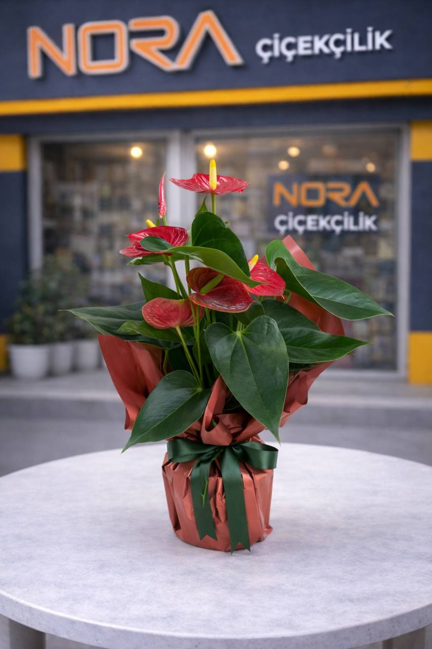 aksaray_cicek_siparisi Saksıda Antoryum Bitkisi - Görsel 1