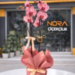 Çift Dallı Ateş Kırmızısı Orkide