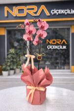 Çift Dallı Ateş Kırmızısı Orkide