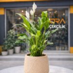 Geometrik Saksıda Spatifilyum