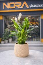 Geometrik Saksıda Spatifilyum