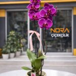 Polimer Saksıda Çiftli Mor Orkide