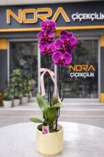 Polimer Saksıda Çiftli Mor Orkide