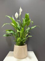 Geometrik Saksıda Spatifilyum - Görsel 3