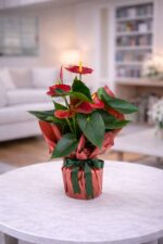 Saksıda Antoryum Bitkisi - Görsel 2