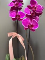 Polimer Saksıda Çiftli Mor Orkide - Görsel 2