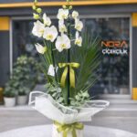 2 Dal Beyaz Orkide Çiçeği