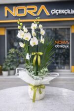 2 Dal Beyaz Orkide Çiçeği