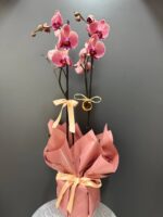 Çift Dallı Ateş Kırmızısı Orkide - Görsel 3